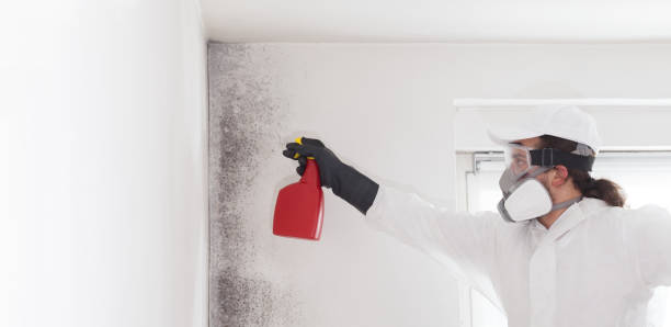 Certified Mold Removal in Fobes Hill, WA